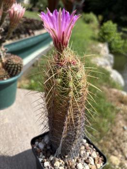 Preview: Thelocactus bicolor